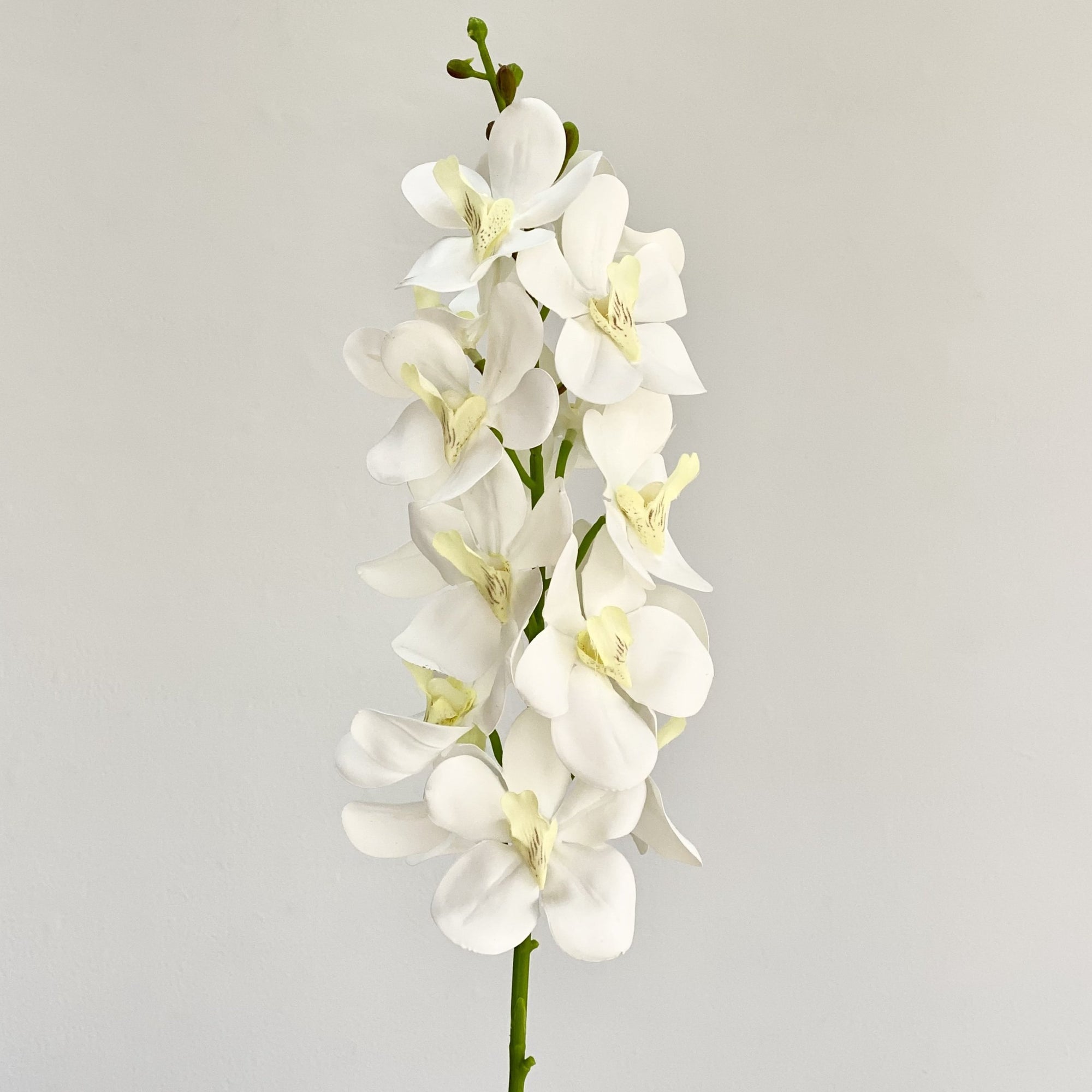 Dendrobium Cream Orchid