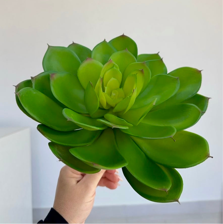 atlantis succulent Giant Atlantis Succulent