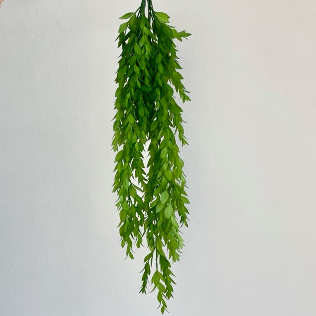 Drymarioides Hanging Bush