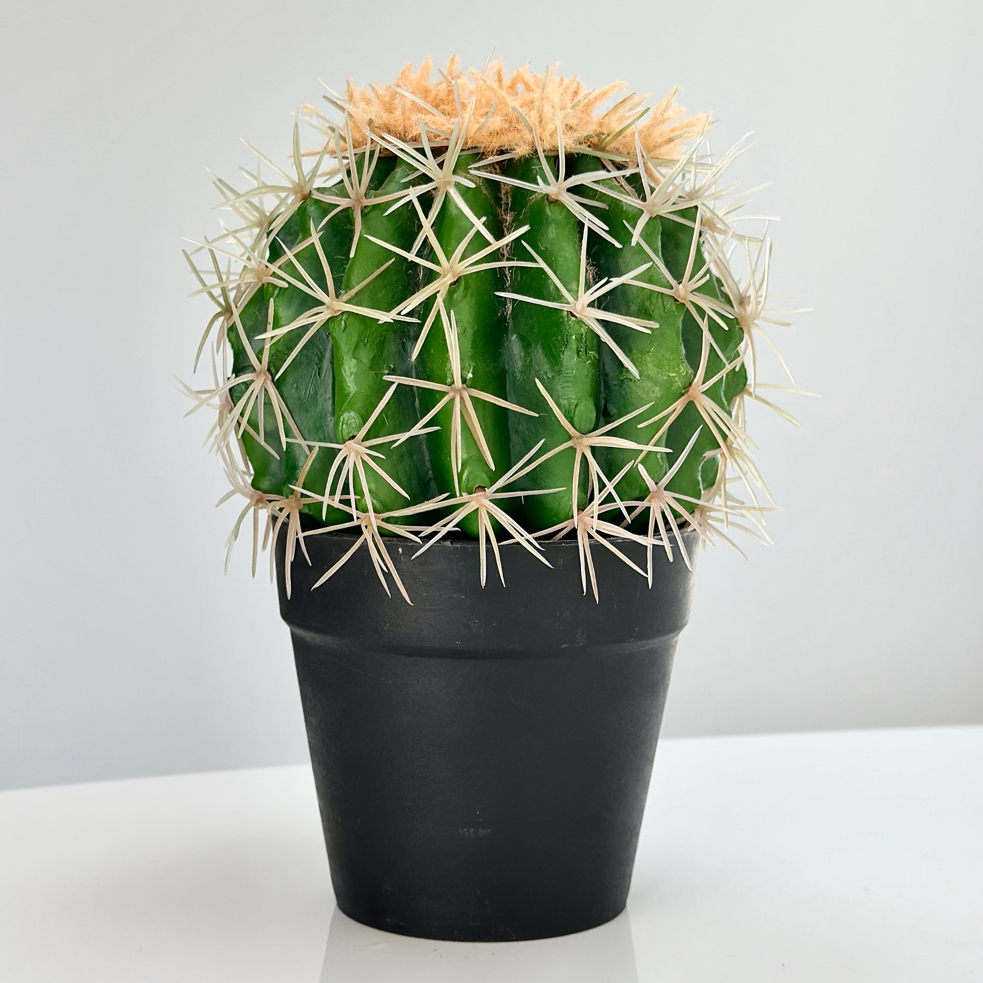 Small Green Cactus Botanical Pot