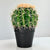 Small Green Cactus Botanical Pot