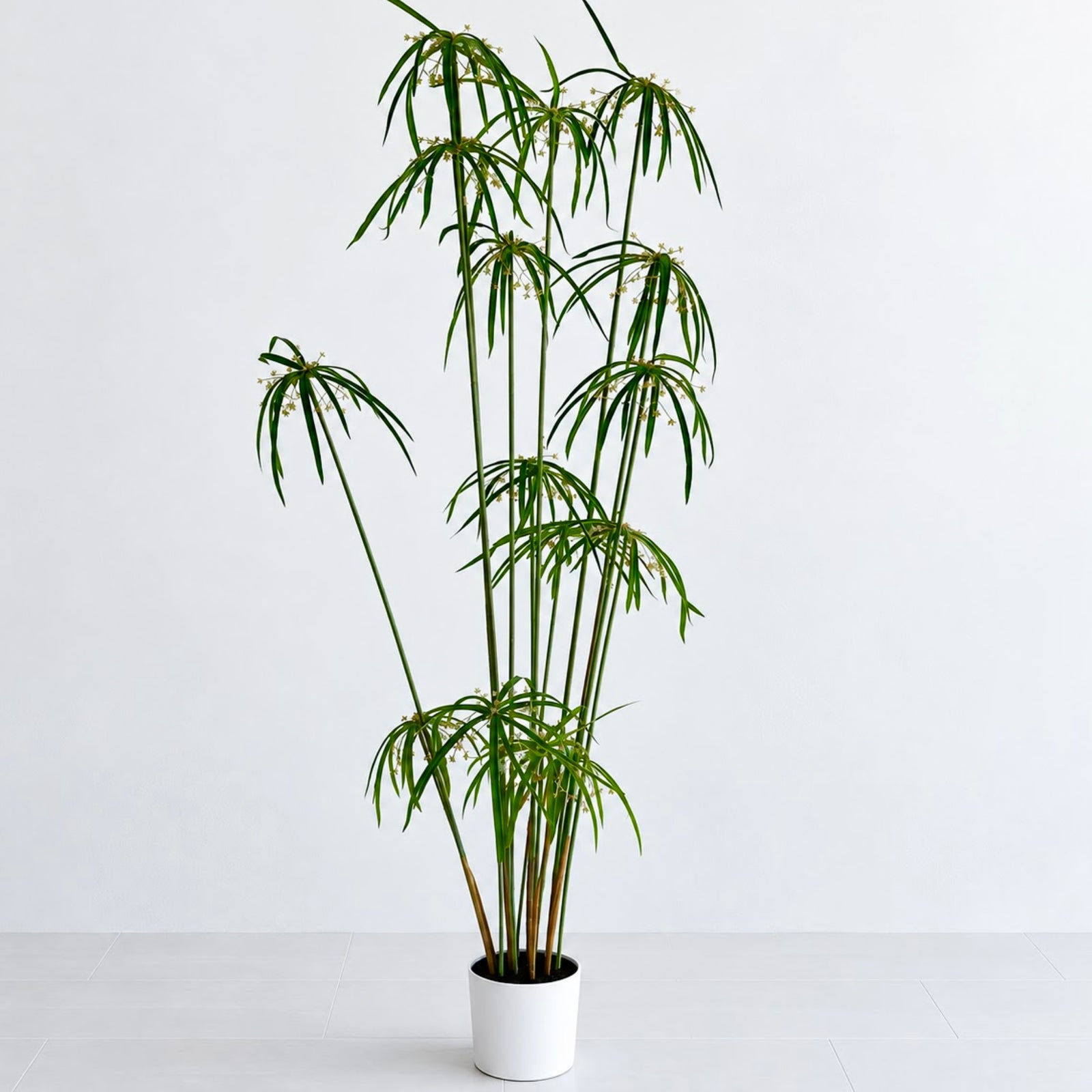 Cyperus Faux Tree