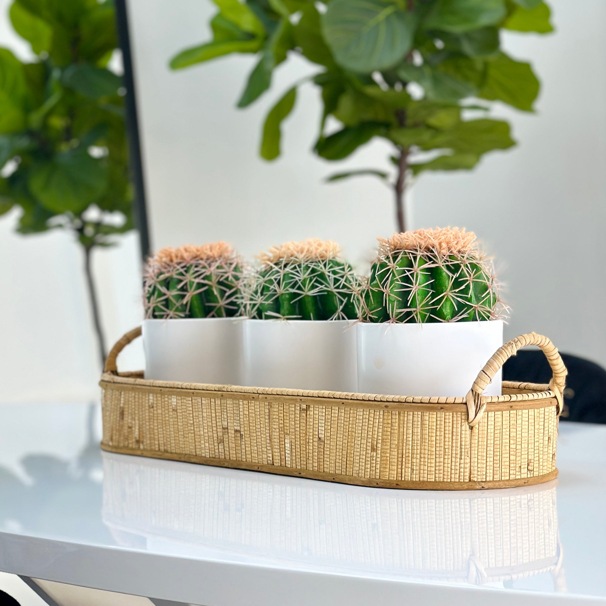 Small Green Cactus Botanical Pot