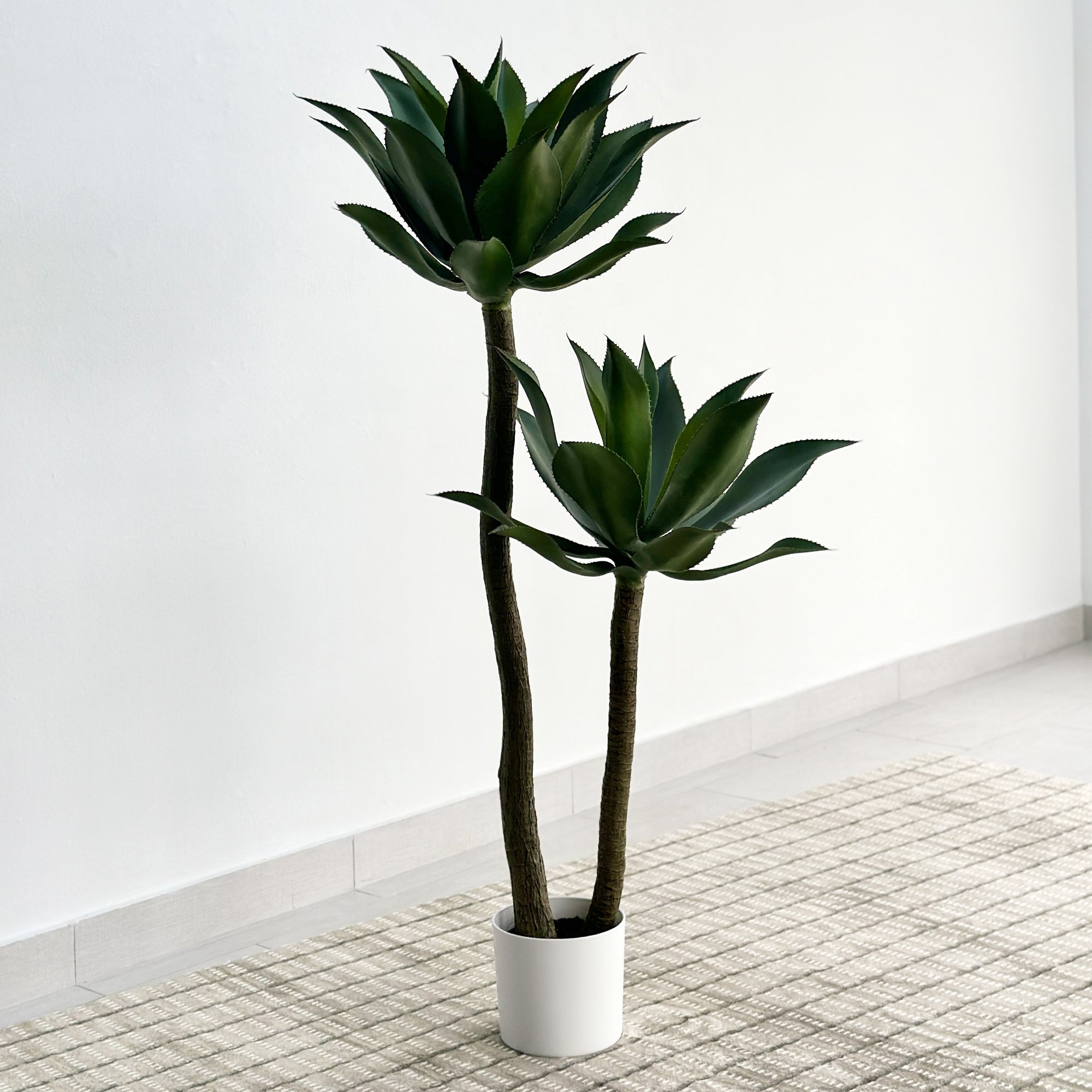 Foxtail Double Agave Tree