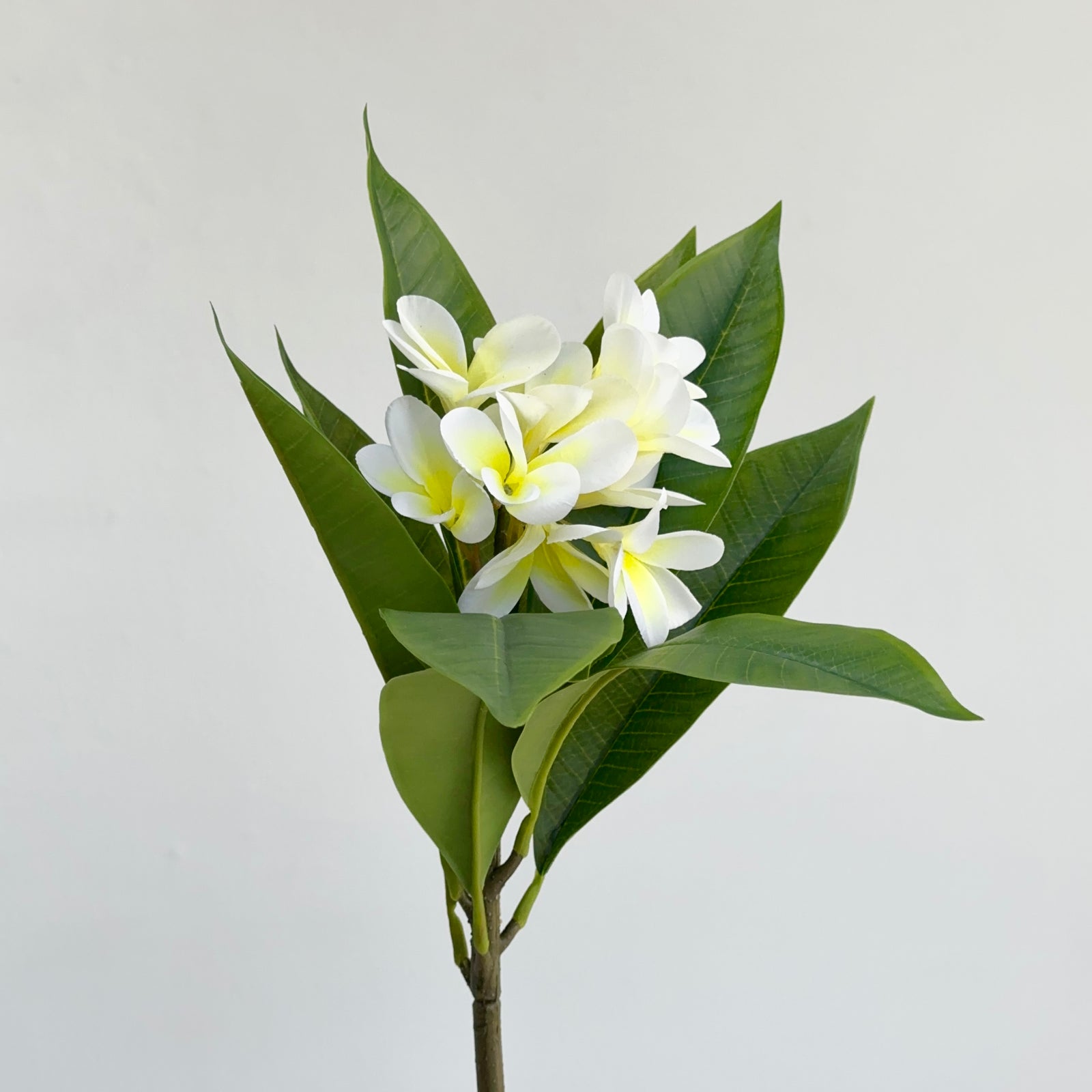 Single Real Touch Frangipani