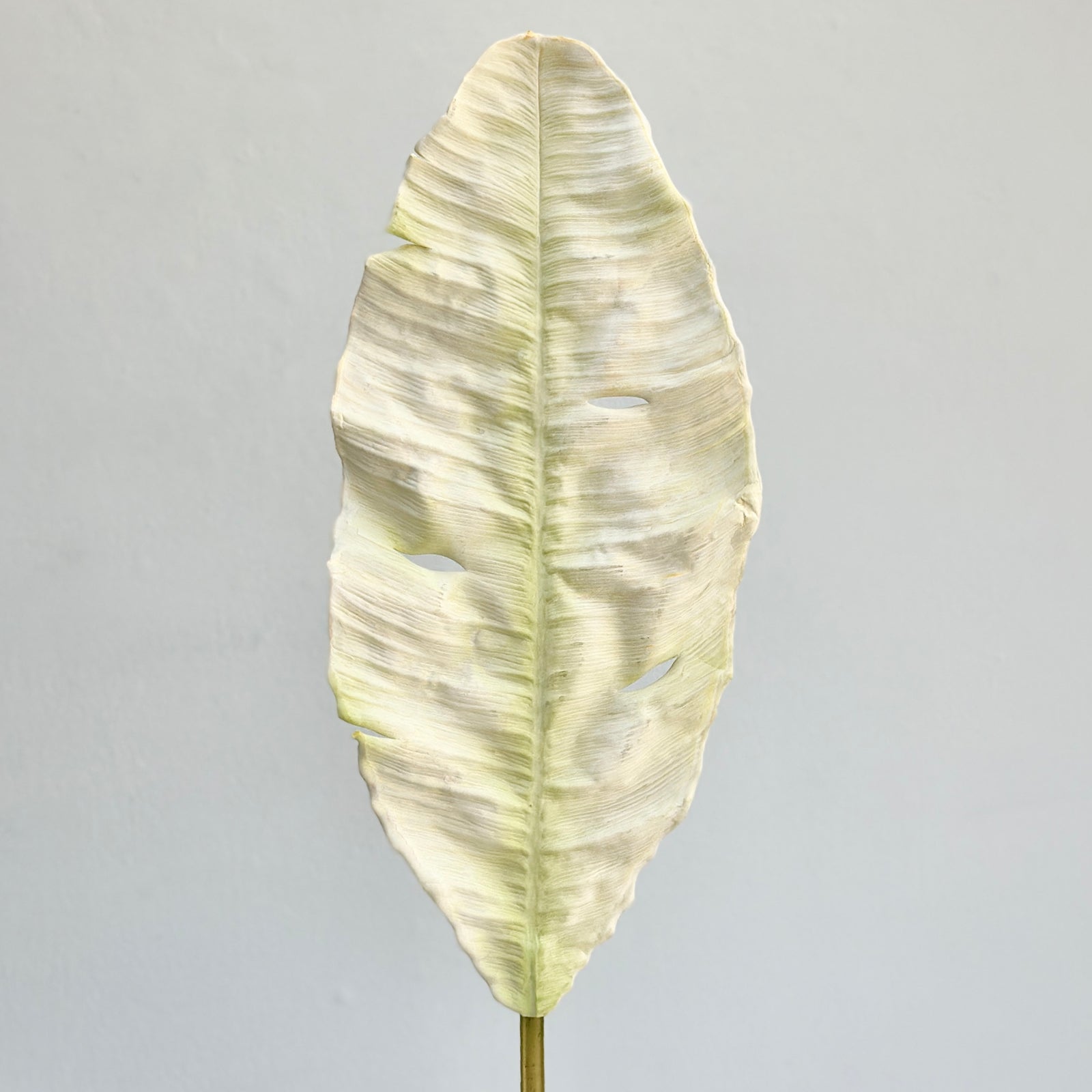 Chrysanthemum Leaf