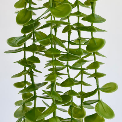 Heads Eucalyptus Hanging Vine