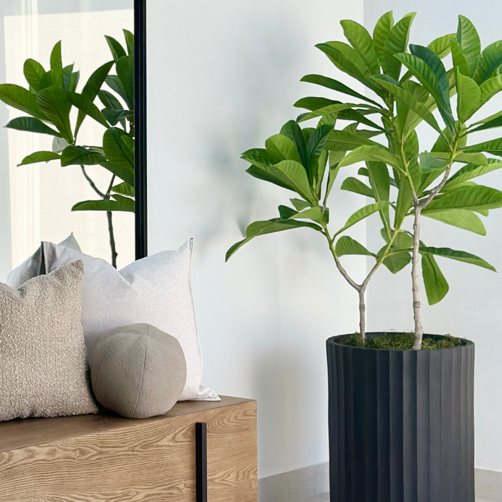 Real Touch Elaeocarpaceae Plumeria Hawaiian Tree