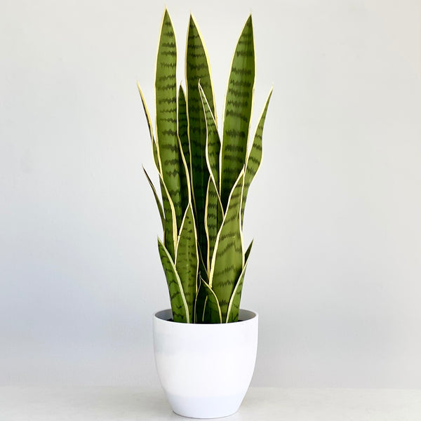 Real Touch Potted Green Yellow Sansevieria - Decora Home