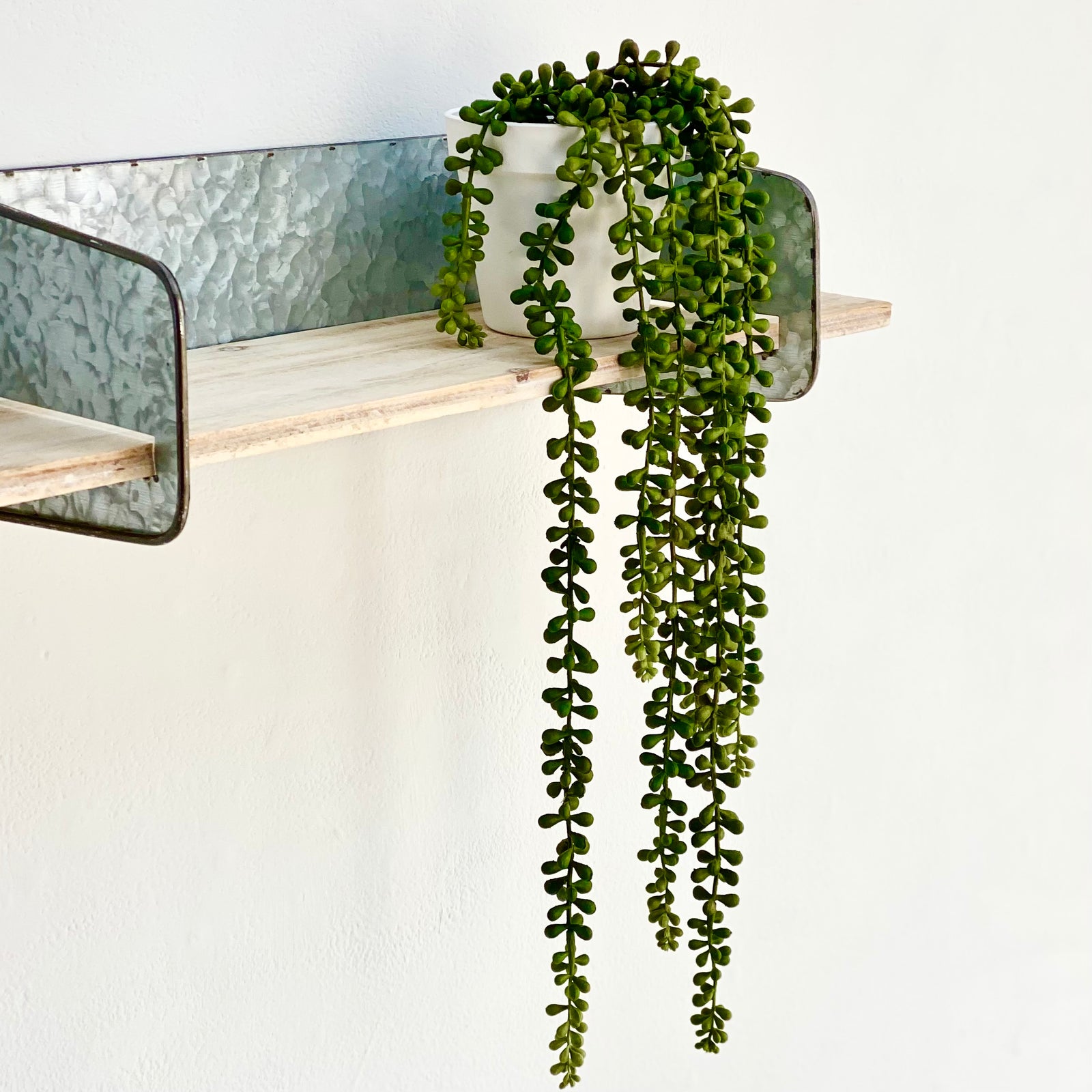 Chlorophytum Beads Potted Succulent