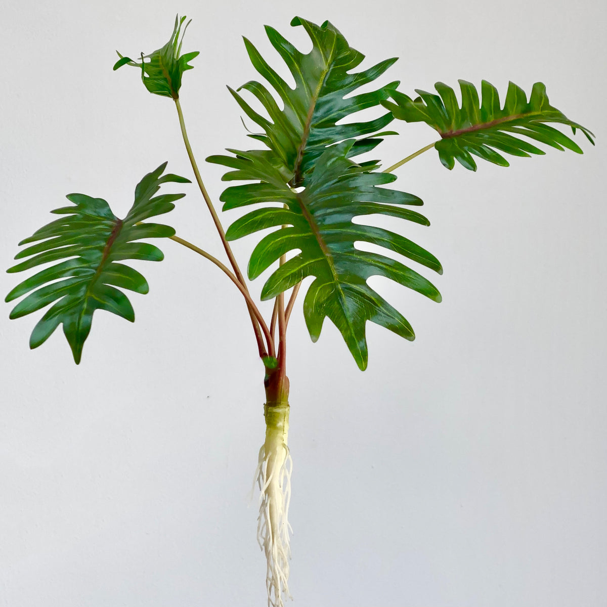 Monstera Mini Long Leaf Bush
