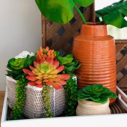 Echeveria Elegans Red Succulent Plant