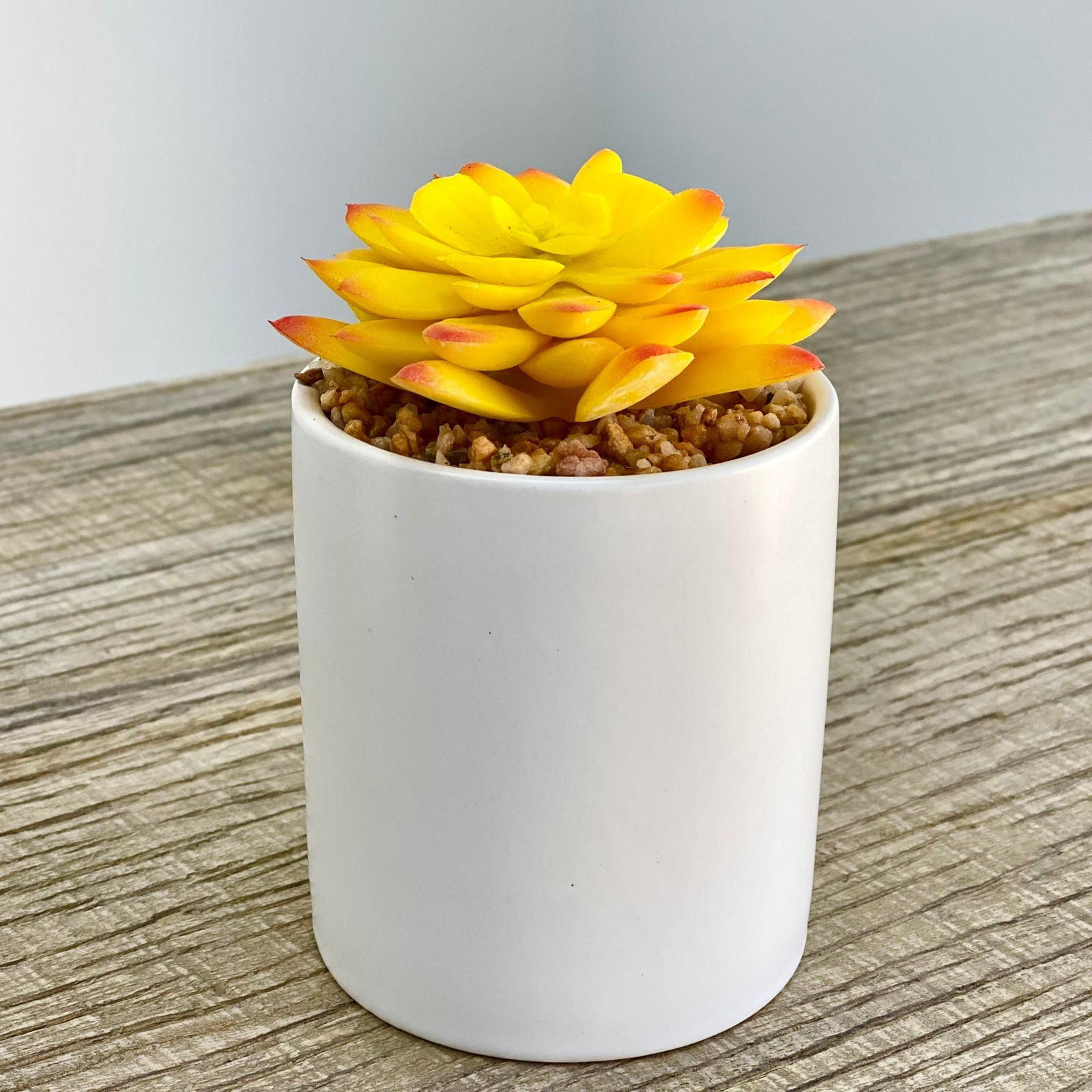Echeveria Yellow Succulent Cylinder Vase