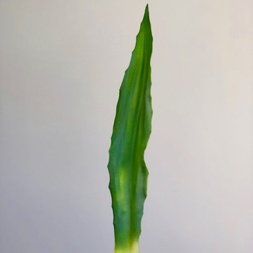 Aloe Green Succulent Long Leaf