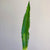 Aloe Green Succulent Long Leaf