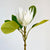 Protea Bone White Flower