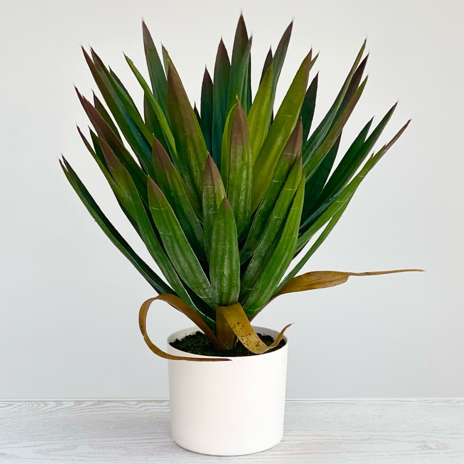 Yucca Potted Plant