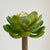 Echeveria Green Succulent Plant