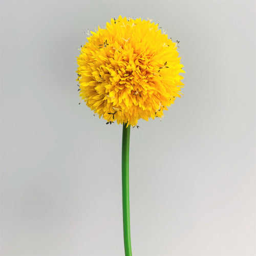 Yellow Alium Big Round Flowers