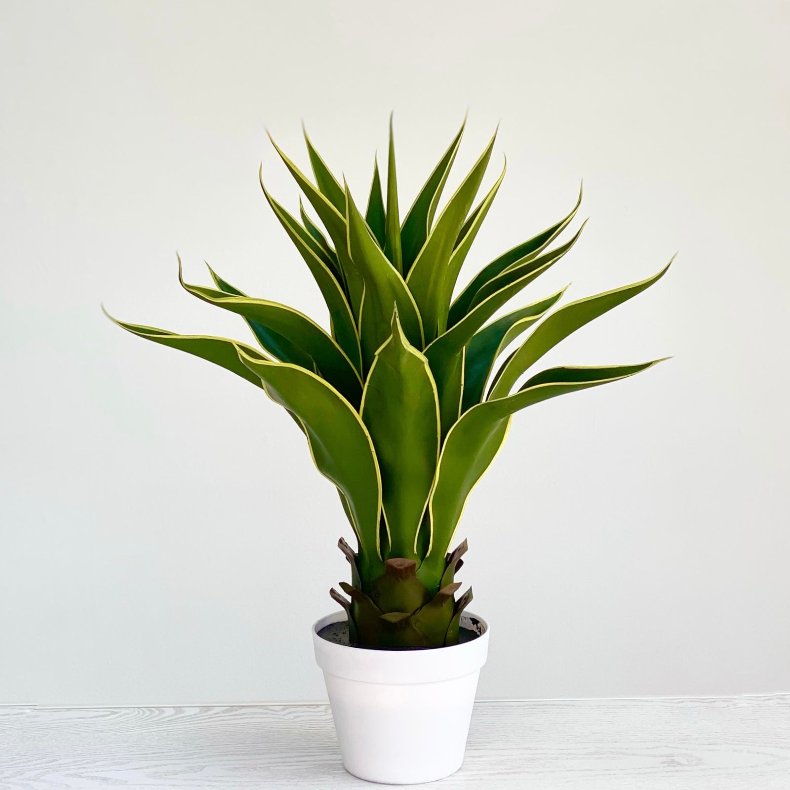Yellow Green Aloe Potted Plant