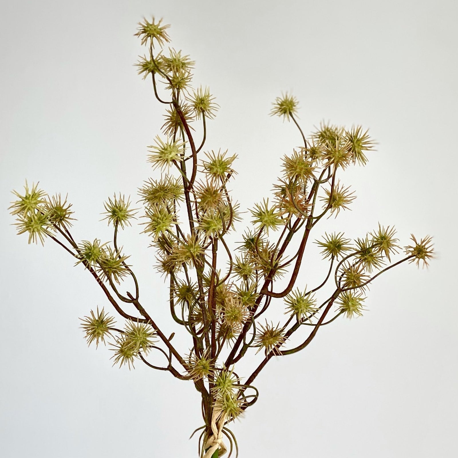 Chartreuse Blanche Globe-Thistle Flower