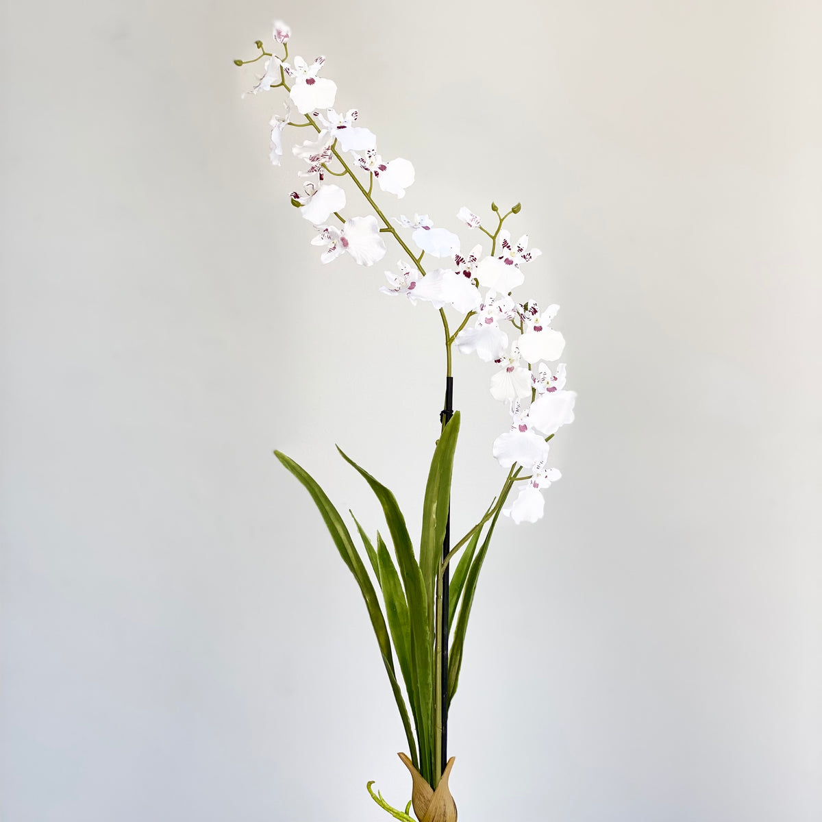Dancing White Orchid Plant