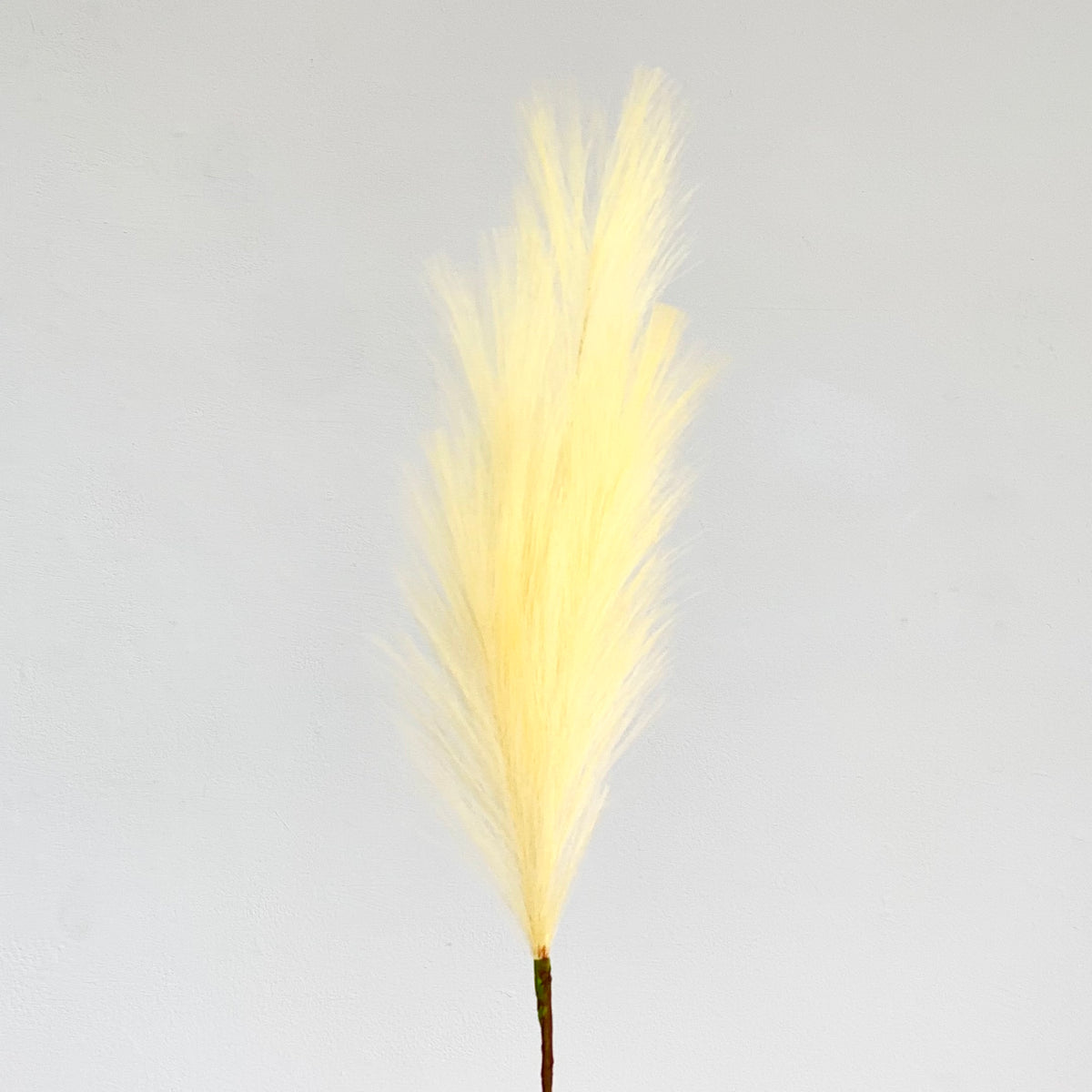 Feather Pampas