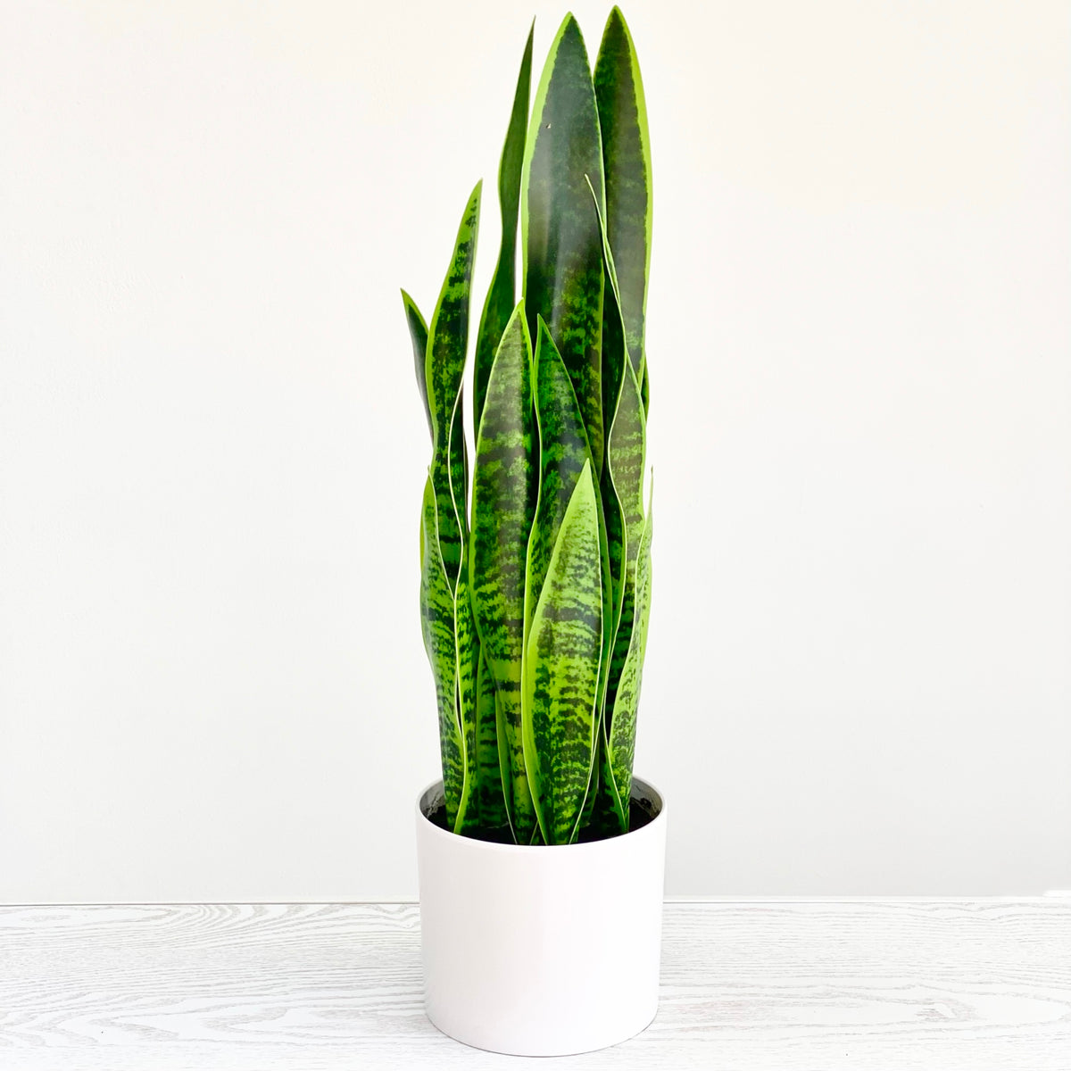 Real Touch Potted Green Sansevieria