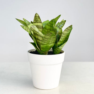 Petite Real Touch Potted Green Sansevieria