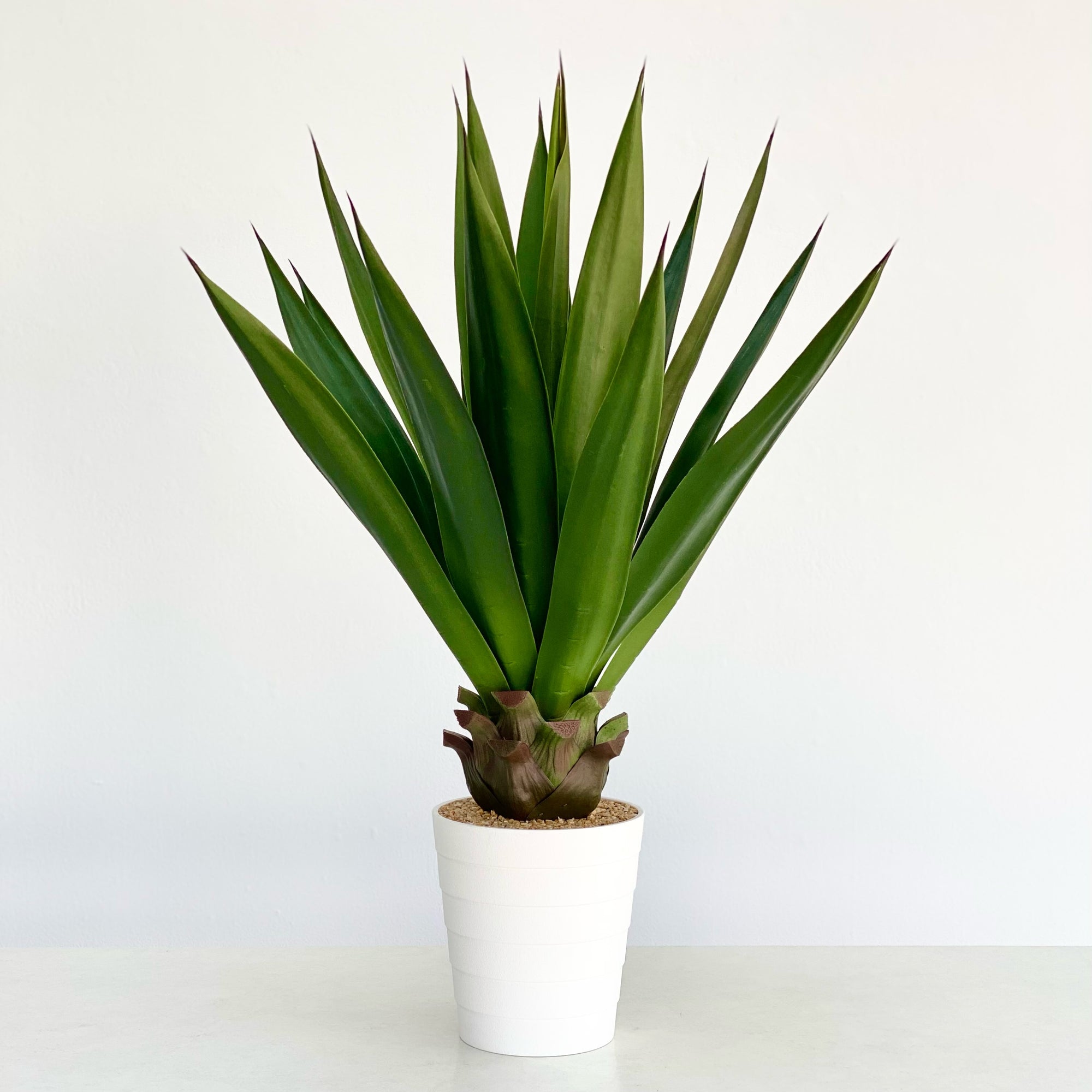 Green Agave Sisal Tree in a Pot