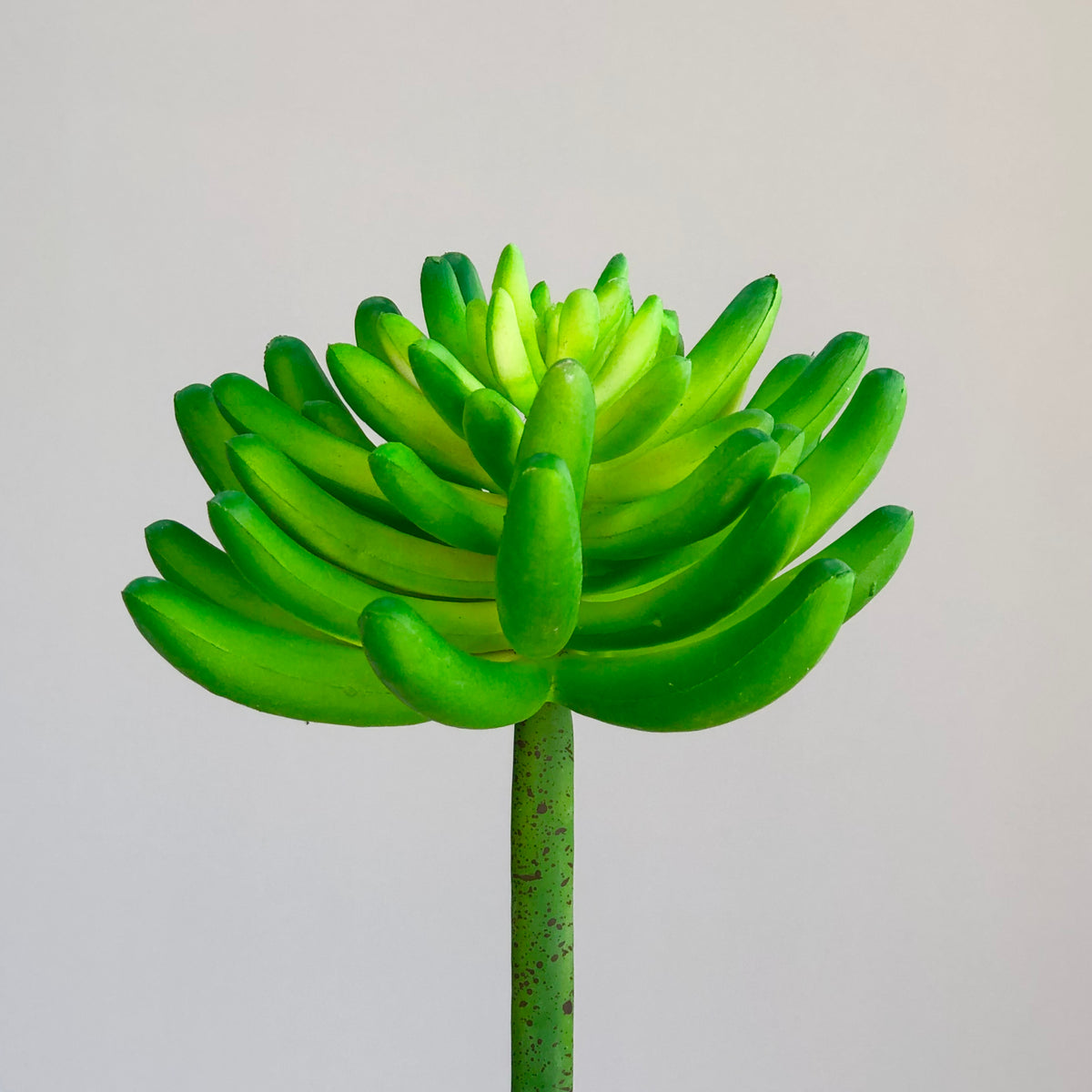 Haworthia Green Synthetic Succulent Plant