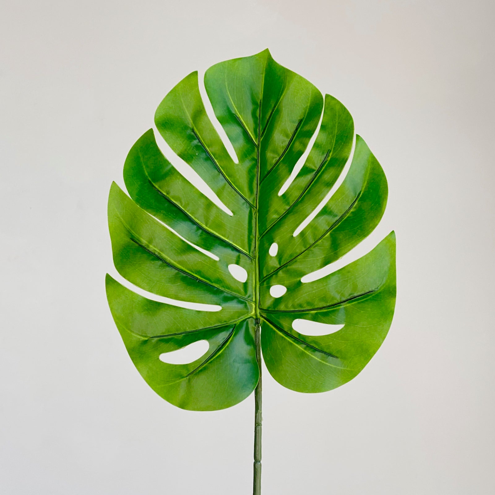 Single Philo Leaf