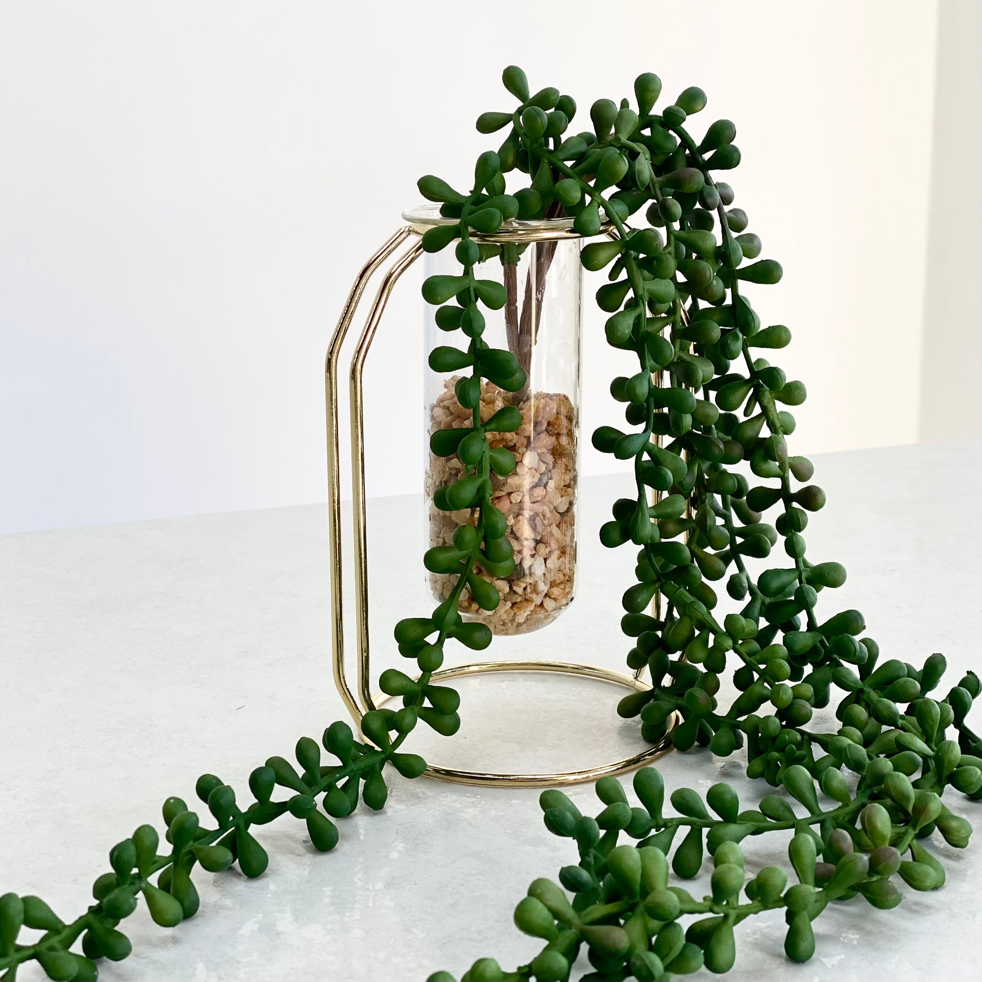 floppy succulent Hanging Trailing Succulent Plant