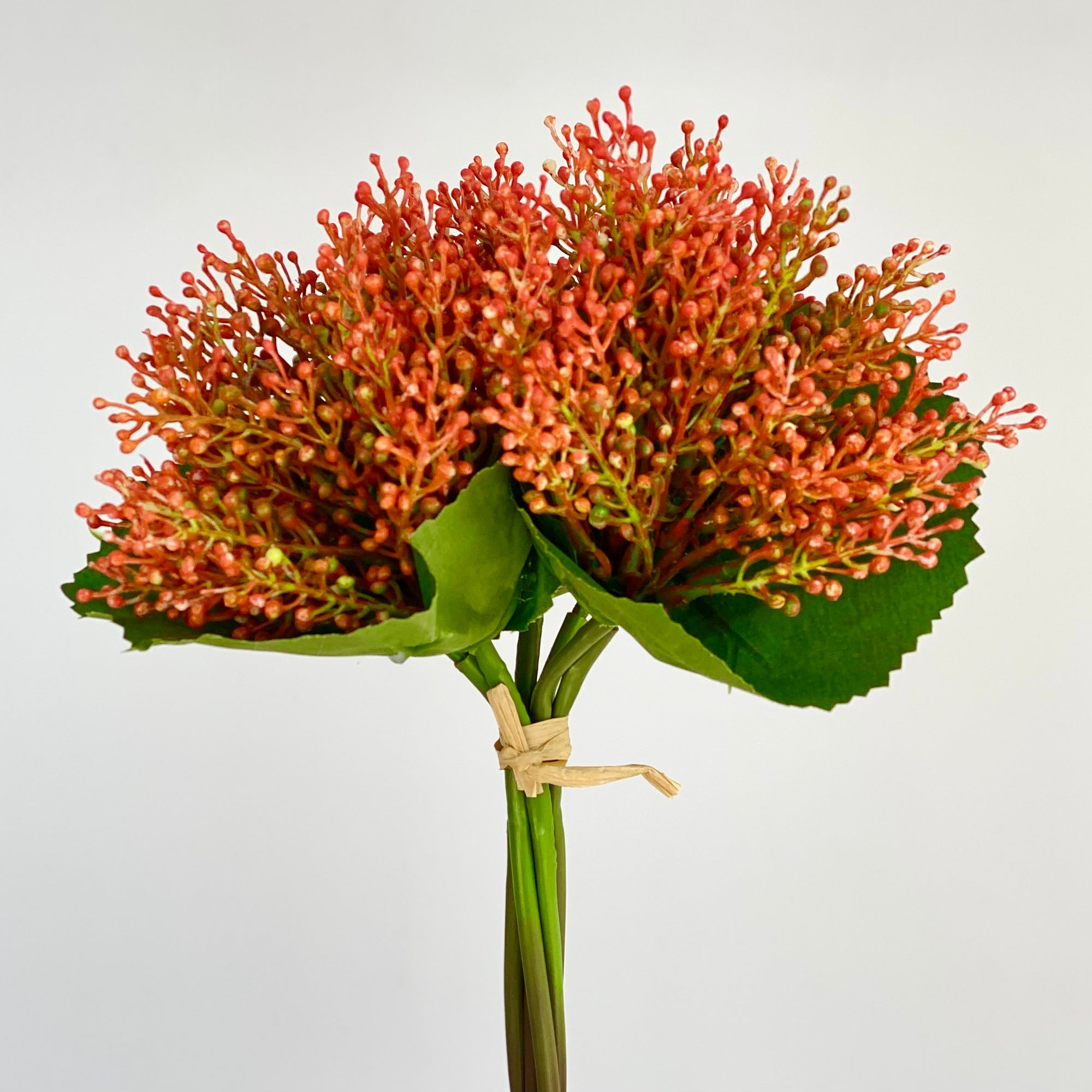 Fire Seed Flower Bush