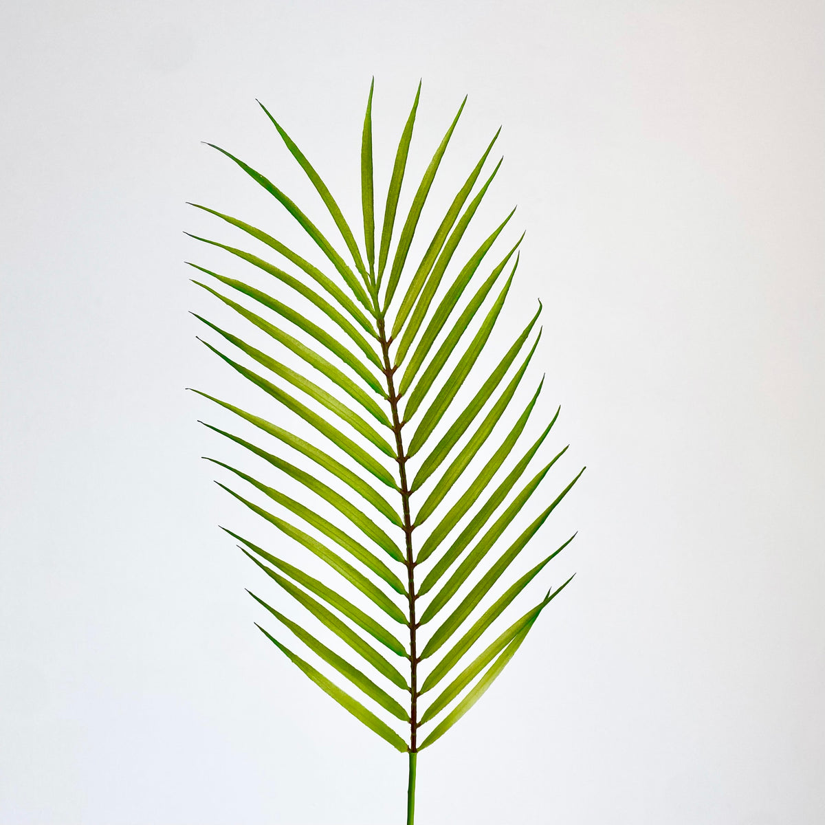 Single Palm Leaf