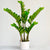 Eternity Potted Plant 33"