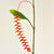 Hanging Heliconia Spray With Leaf