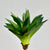 Mini Dragon Leaf Bush