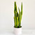 Real Touch Potted Yellow Sansevieria