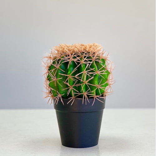 Small Green Cactus Botanical Pot