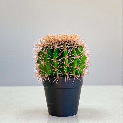 Small Green Cactus Botanical Pot