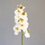 Tropical Phalaenopsis White Orchid Branch