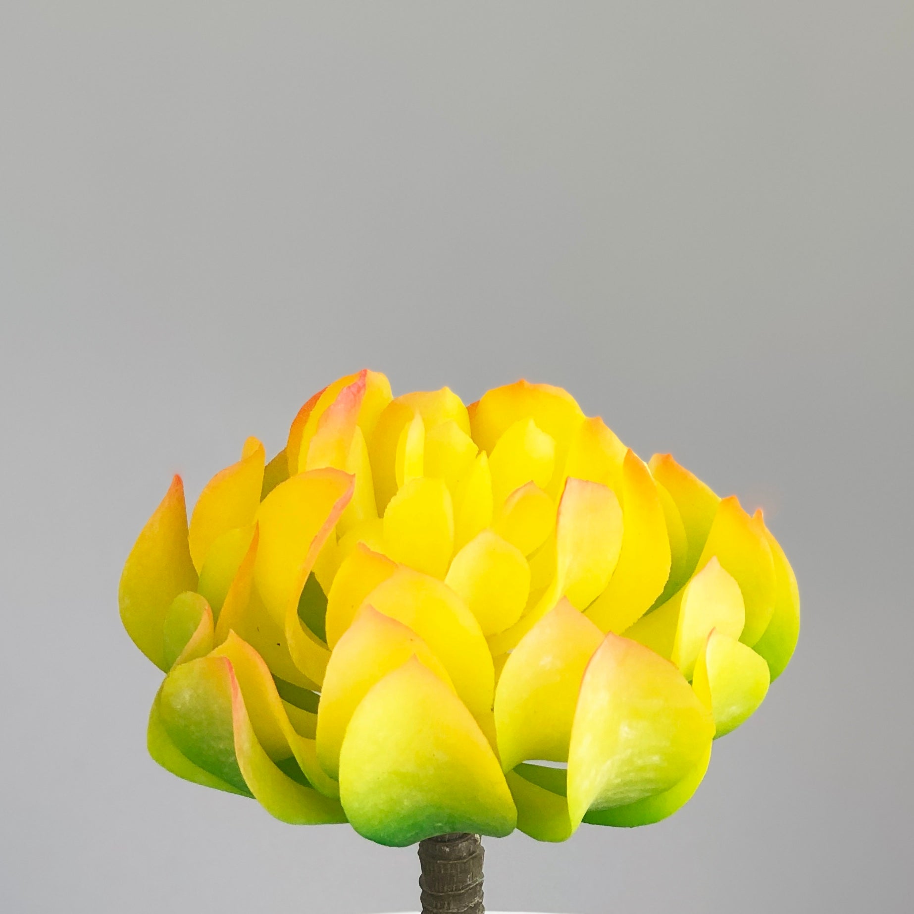 Yellow Succulent Latex Leaf Synthetic