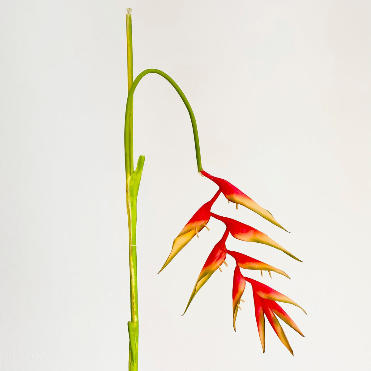 Hanging Heliconia Spray