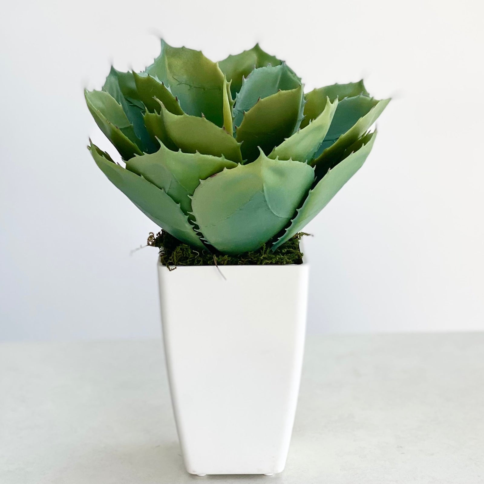 Potted Aloe Potted Succulent