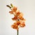 Cymbidium Rust Orchid
