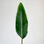Strelitzia Faux Leaf