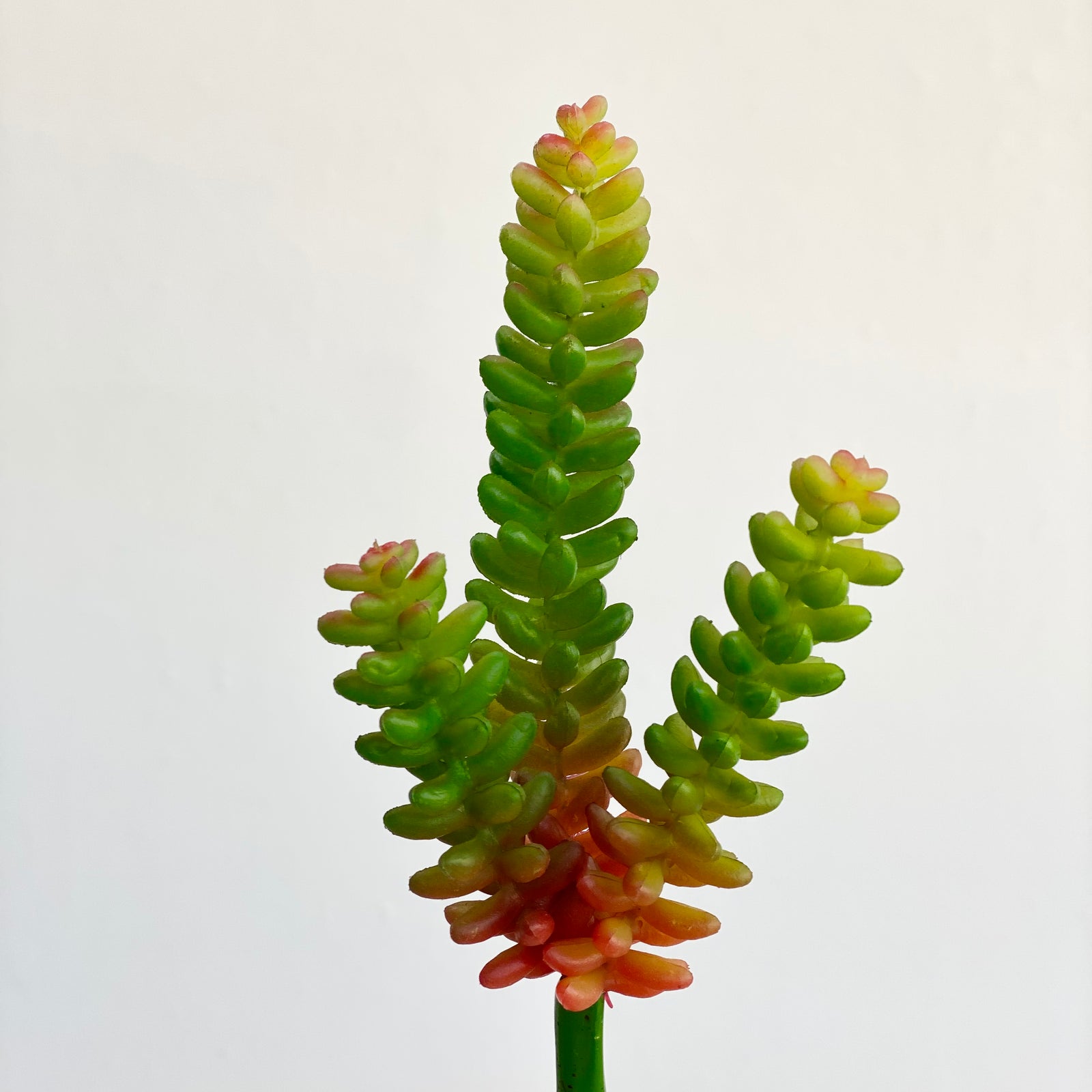 Sedum Morganianum Green Succulent Pick