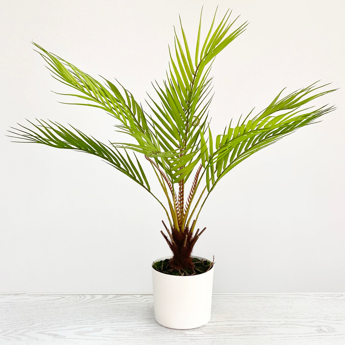 Palm Potted Tree