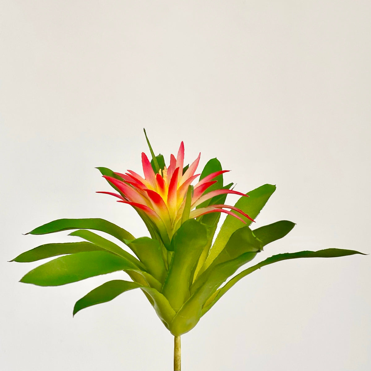 Guzmania Bromeliad Flower Plant